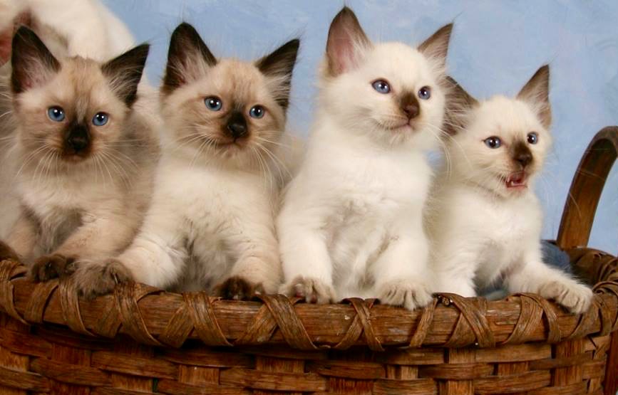 balinese cat for sale