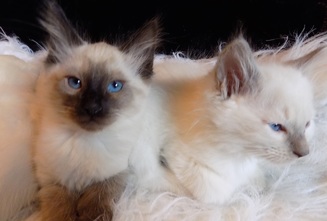 baby balinese kittens